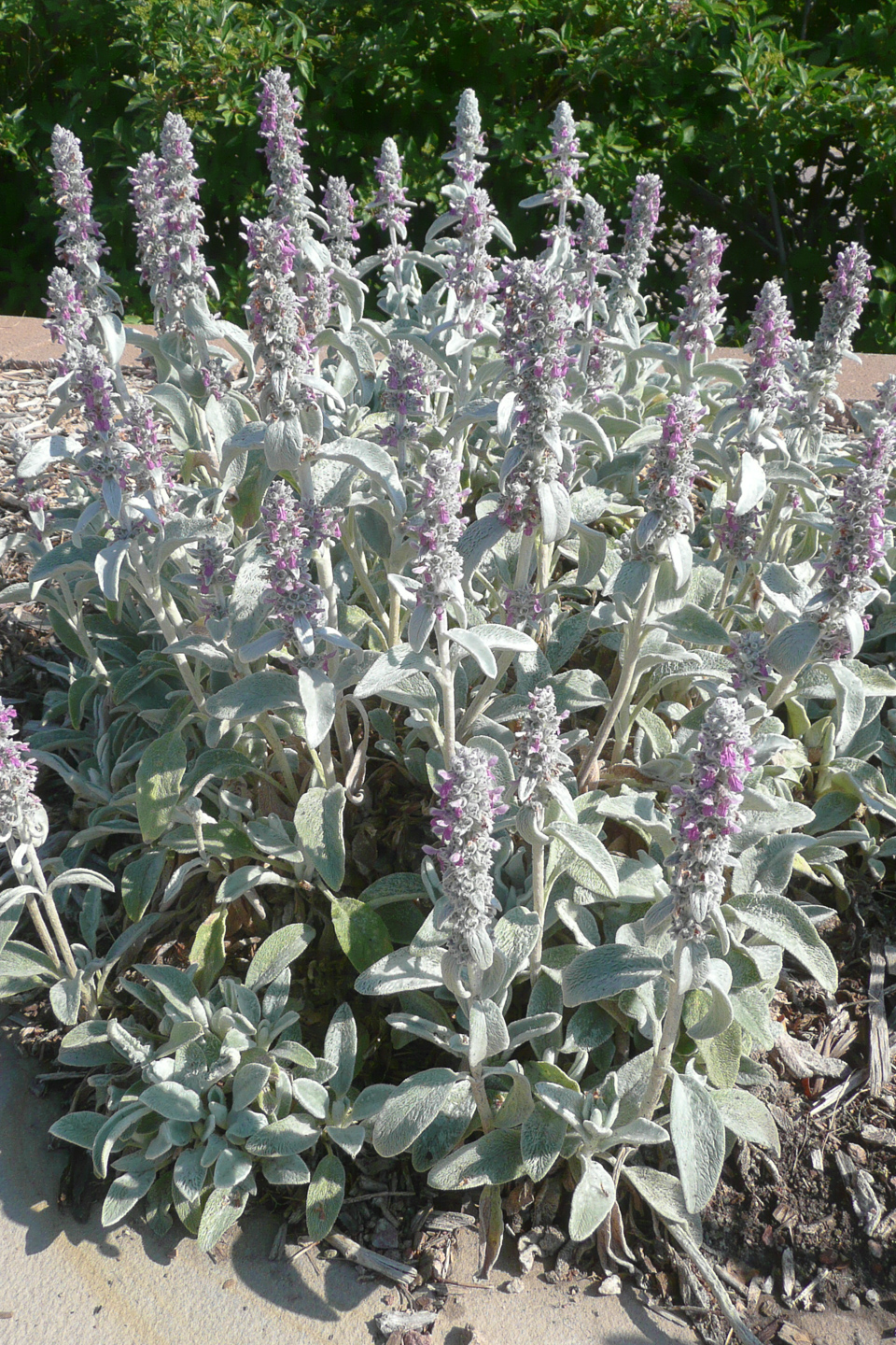 Lambs Ears